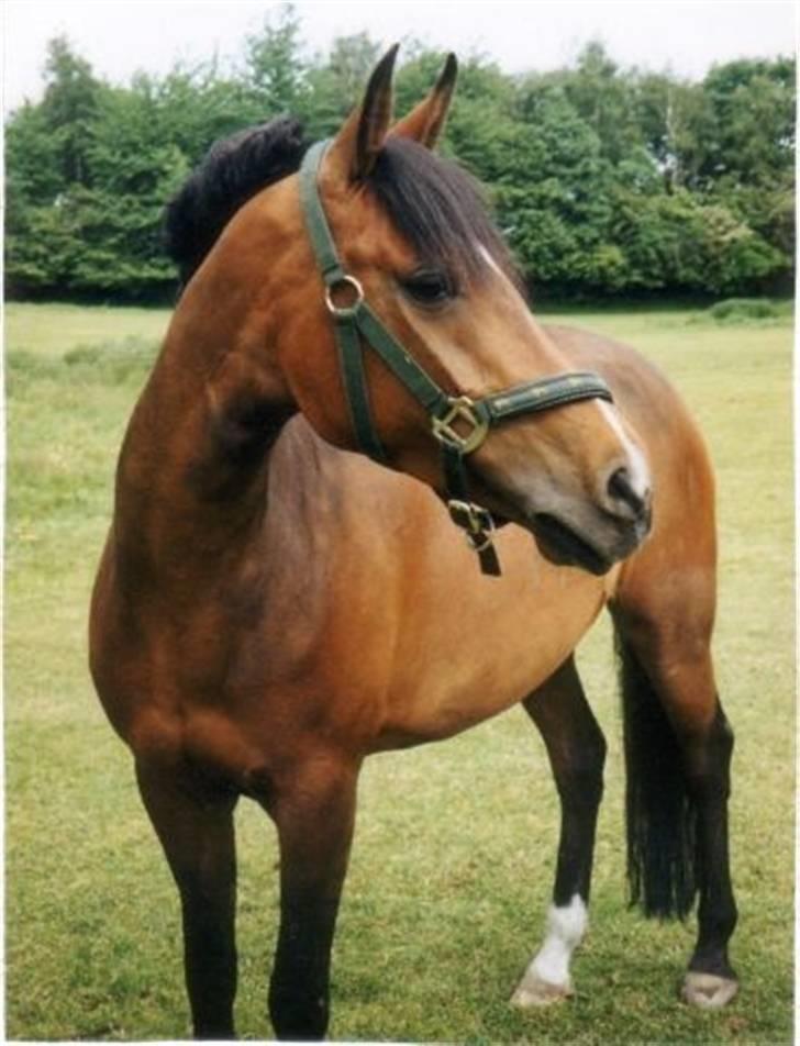 Anden særlig race Senta - Senta på fold<3 hun nyder det rigtig meget !  billede 7