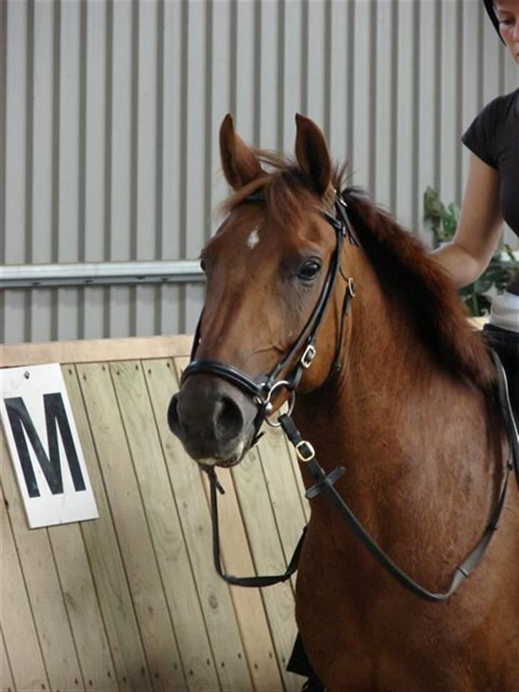 Anden særlig race Tamara  - Foto: Rie Rasmussen. Tamara på Damgaard 2007. billede 10