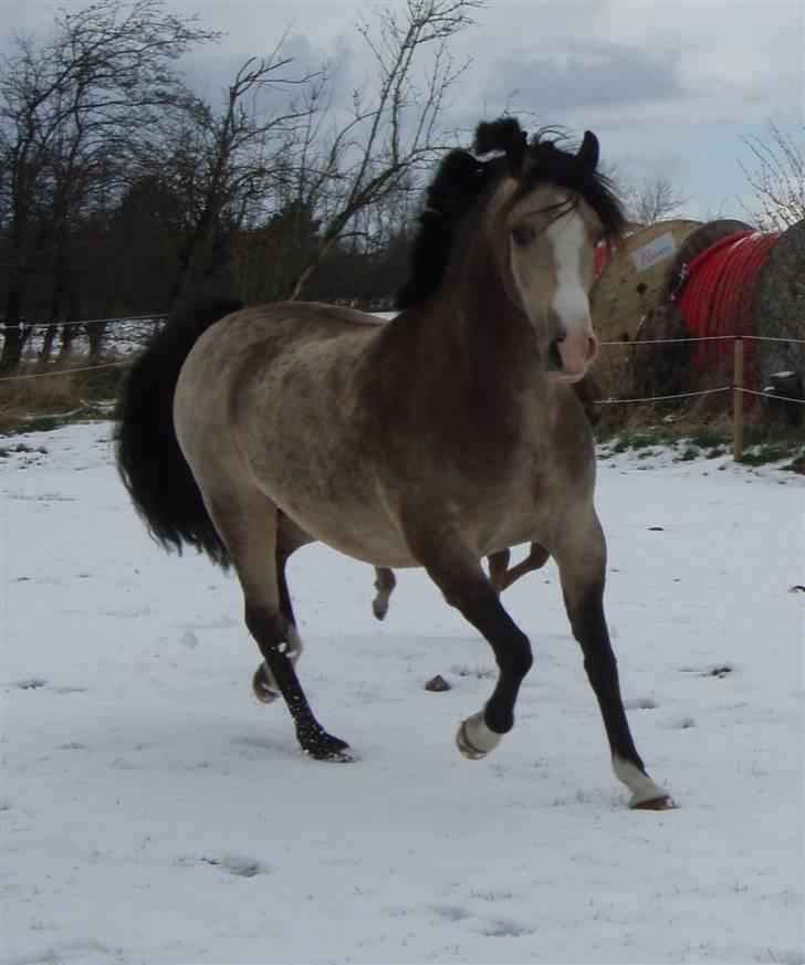 DSP "Golden Mulan"  - marts 2008 billede 5