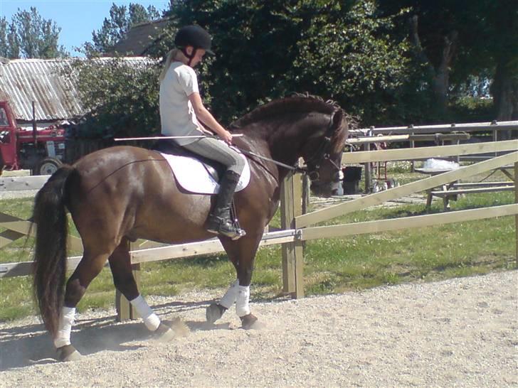 Anden særlig race Samba - desværre aflivet - Samba billede 16