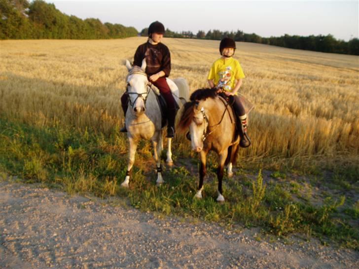 DSP "Golden Mulan"  - På vej hjem fra Grene sande:D de var trætte.! billede 6