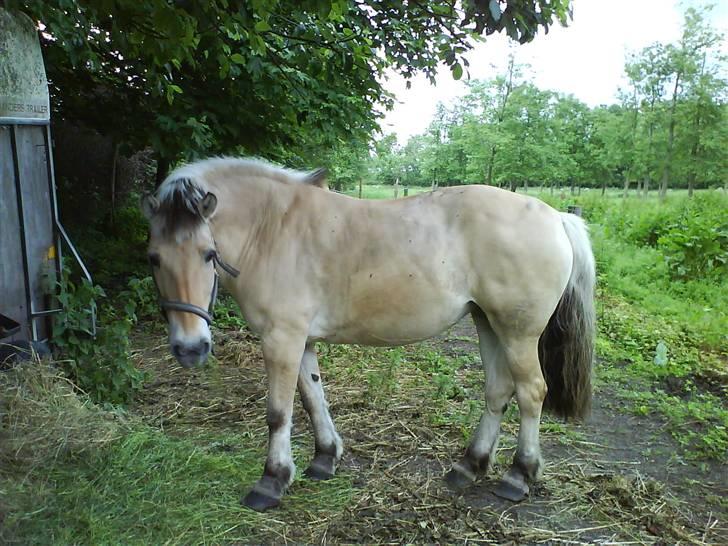 Fjordhest Silvia.. R.I.P - ude på folden :D foto: mig billede 17