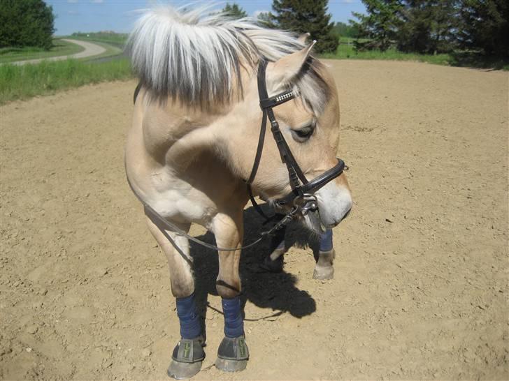 Fjordhest Silvia.. R.I.P - min dejlige ponny <33 billede 18