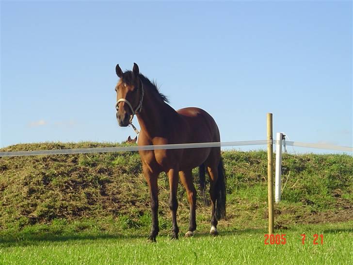 New Forest Opbroeks Mayday (solgt) - Hyggestund på fold. billede 9