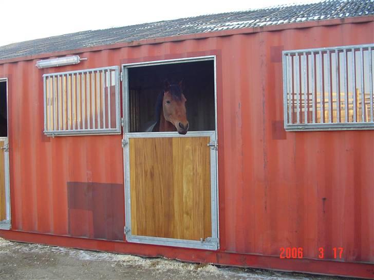 New Forest Opbroeks Mayday (solgt) - Den dag det var meningen hun skulle aflives. billede 11