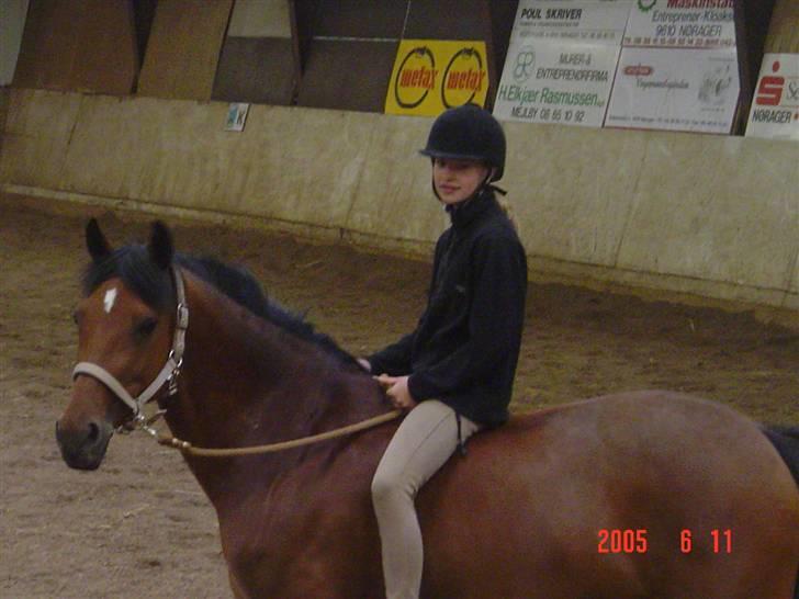 New Forest Opbroeks Mayday (solgt) - Hyggestund i hjemme i ridehallen. billede 12