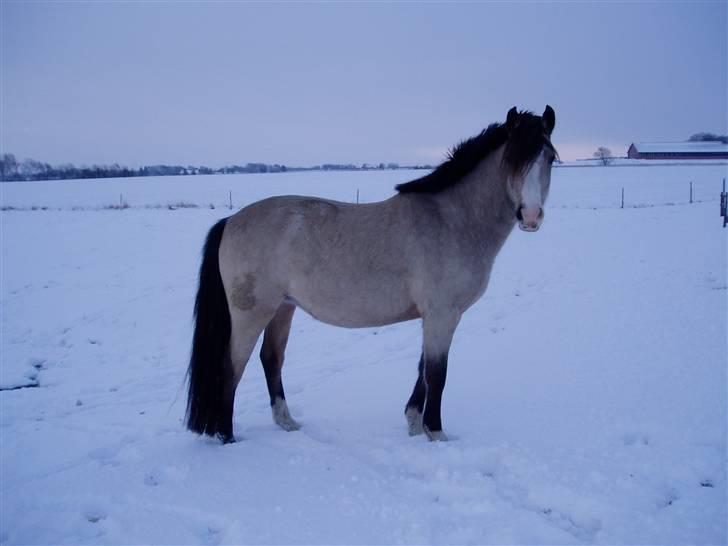 DSP "Golden Mulan"  - En dejlig tur i sneen! 2006 billede 7