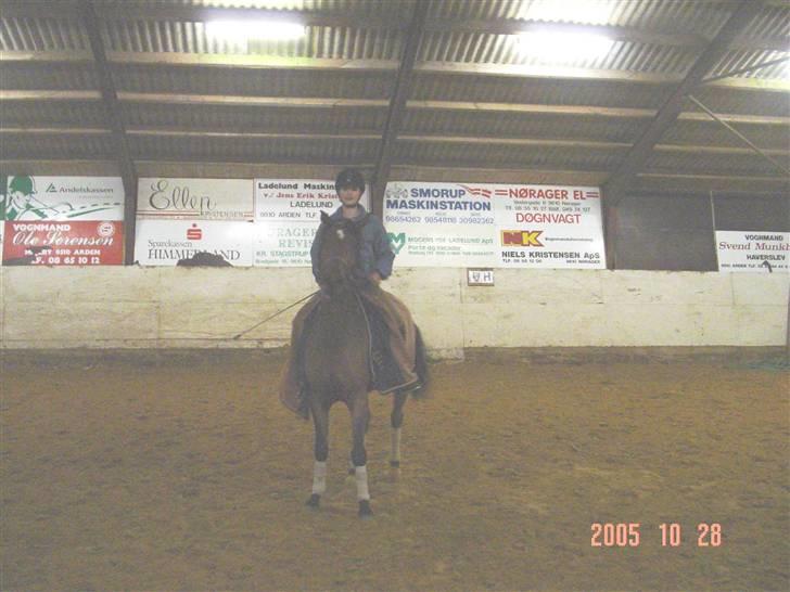 New Forest Opbroeks Mayday (solgt) - Rideturen er endelig over. billede 13