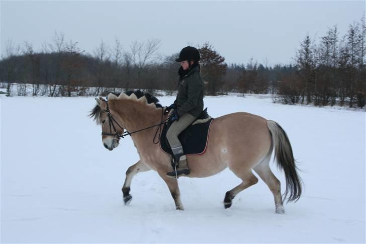 Fjordhest Thilde <3 Solgt :'( - Sidste dag med Thilde <333 Taget af Patrick Felletoft billede 14