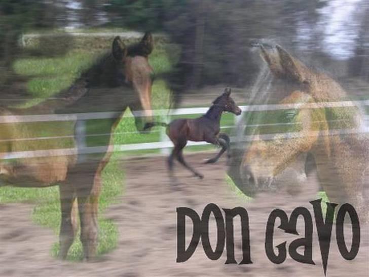Dansk Varmblod Don Cavo *R.I.P* billede 1