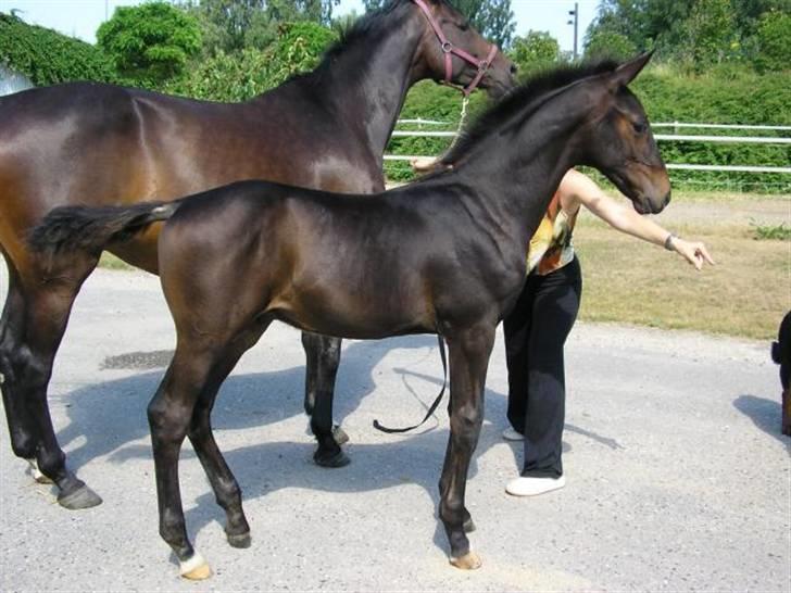 Dansk Varmblod Don Cavo *R.I.P* - efter en gå tur billede 2