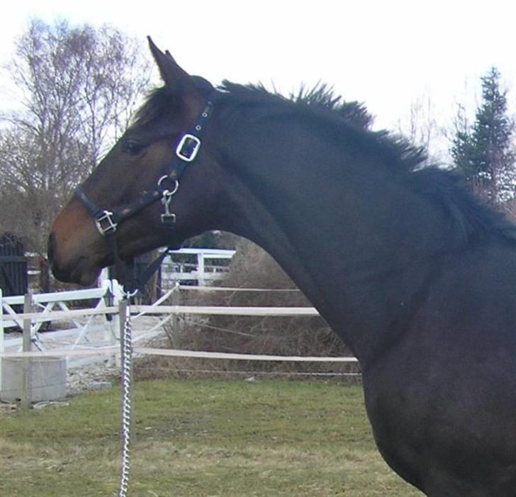 Dansk Varmblod Don Cavo *R.I.P* - hoved og hals billede 3