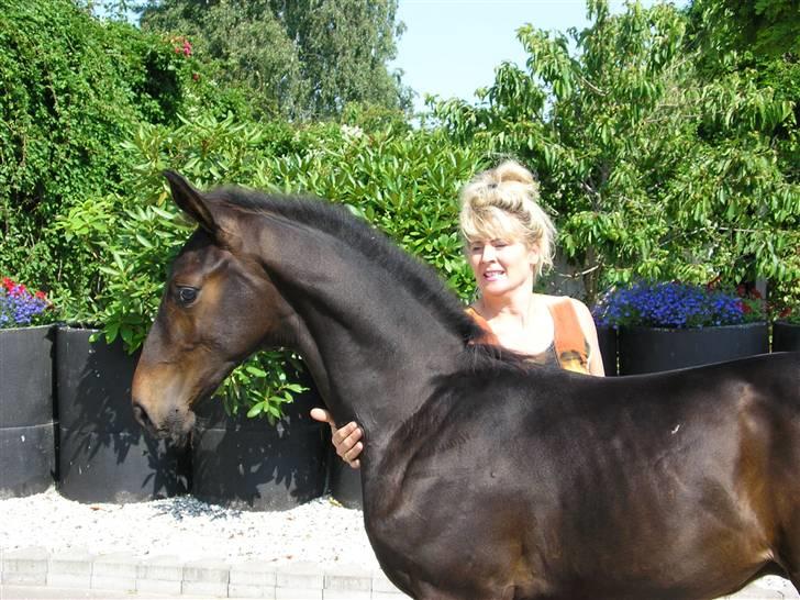 Dansk Varmblod Don Cavo *R.I.P* - en sommerdag  billede 4