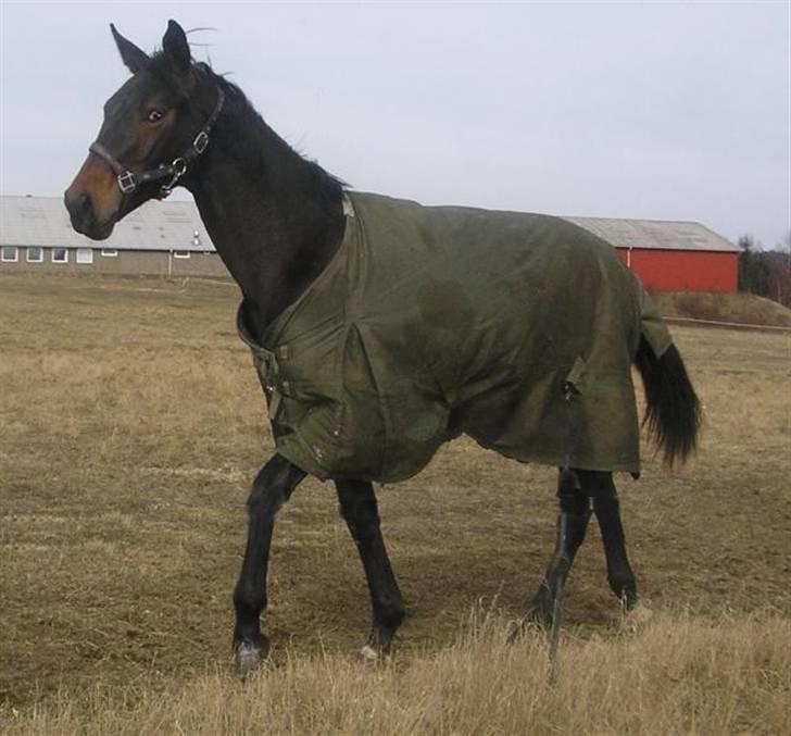 Dansk Varmblod Don Cavo *R.I.P* - som plag et efterår billede 5