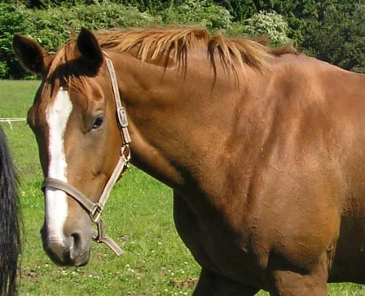 Dansk Varmblod Athene, Solgt - hej athene billede 2