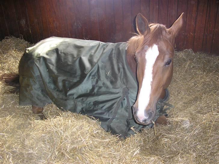 Dansk Varmblod Athene, Solgt - søvn skal der også til billede 3