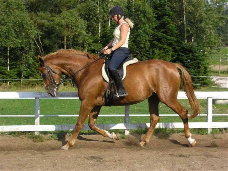 Dansk Varmblod Athene, Solgt - på banen  billede 5