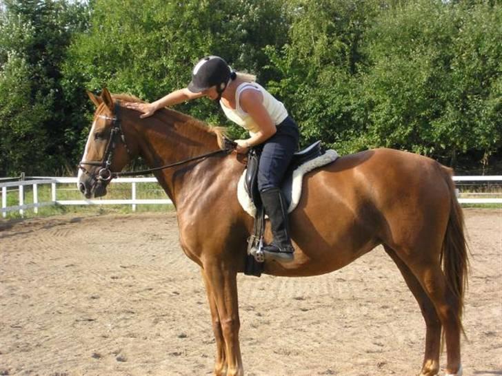 Dansk Varmblod Athene, Solgt - tak for turen pigen billede 6