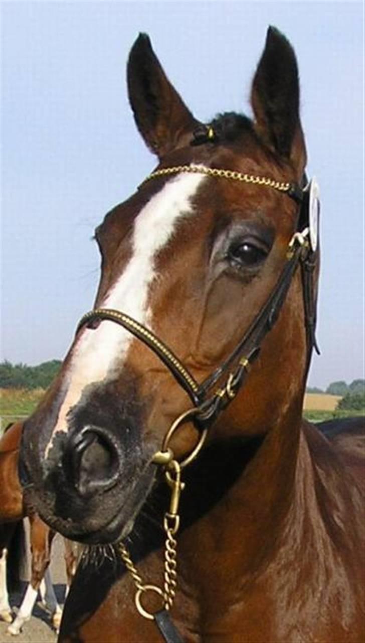 Dansk Varmblod Rubiola R.I.P. - fine rubber staset op billede 1