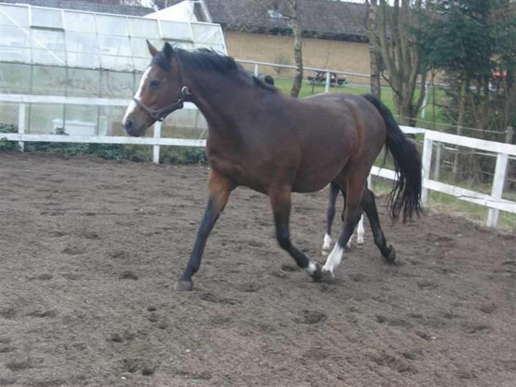 Dansk Varmblod Rubiola R.I.P. - på banen hjemme med følle billede 2