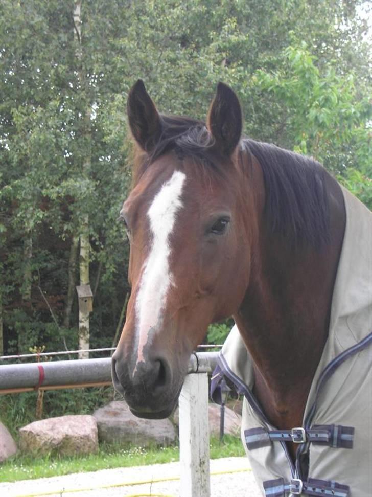 Dansk Varmblod Rubiola R.I.P. - fold billede 3