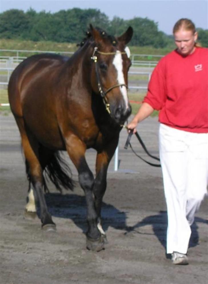 Dansk Varmblod Rubiola R.I.P. - fra føl skue med Gedion billede 4