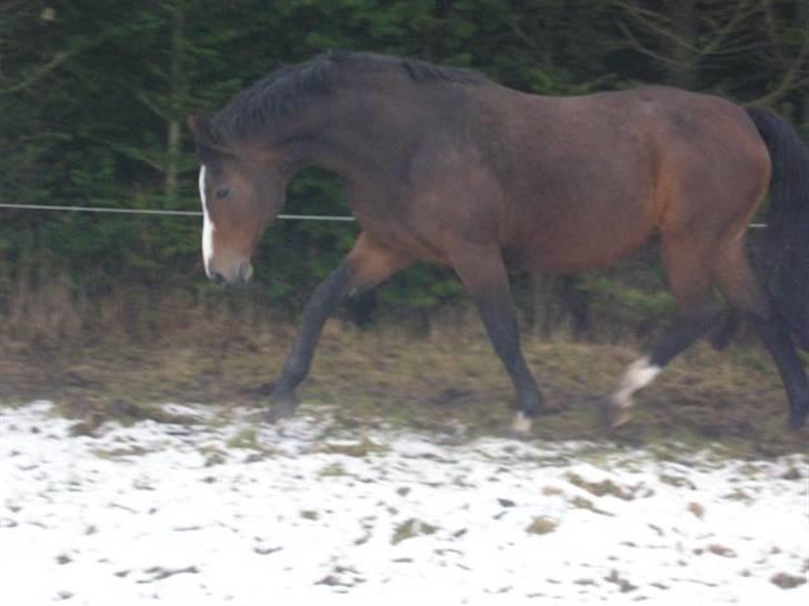 Dansk Varmblod Rubiola R.I.P. - på fold med sne billede 5