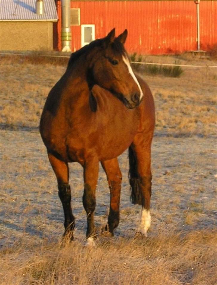 Dansk Varmblod Rubiola R.I.P. - på vores efterårs og vinter fold billede 6