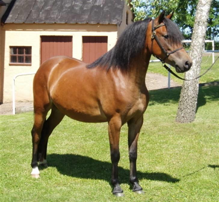 Welsh Pony af Cob-type (sec C) Korreborgs Sabina/solgt - 3 år på Stutter Korreborg billede 9