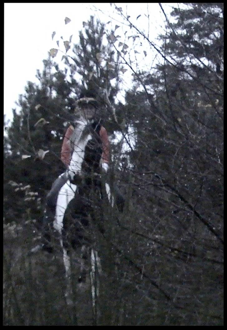 Pinto Hannibal (tidl. lånepony) - På tur i skoven :) billede 18