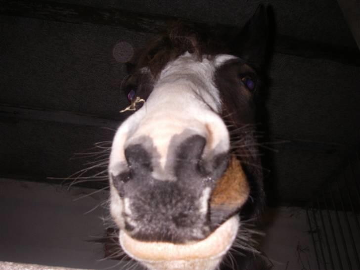 Pinto Hannibal (tidl. lånepony) - Dejlige Hannibal, nedefra :D billede 19