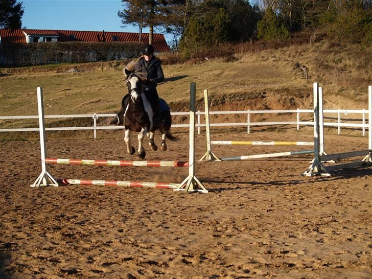 Pinto Hannibal (tidl. lånepony) - VI FLYVER :D billede 20