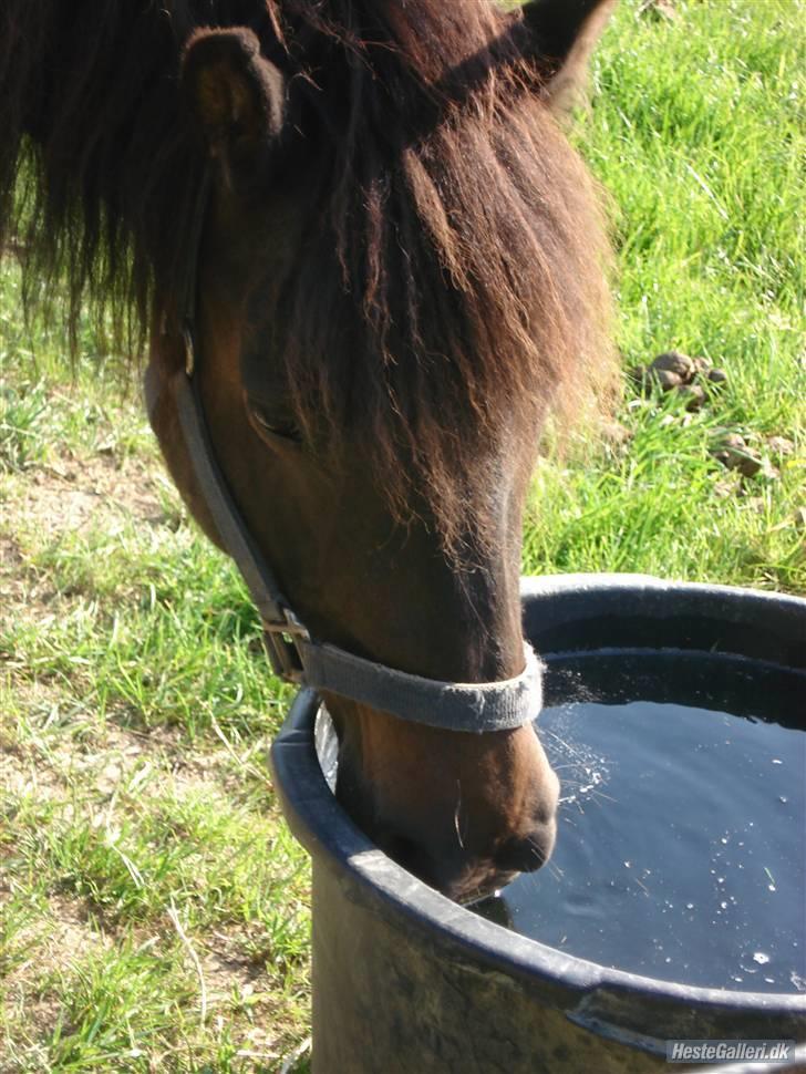 Anden særlig race Buller *Solgt*  billede 7