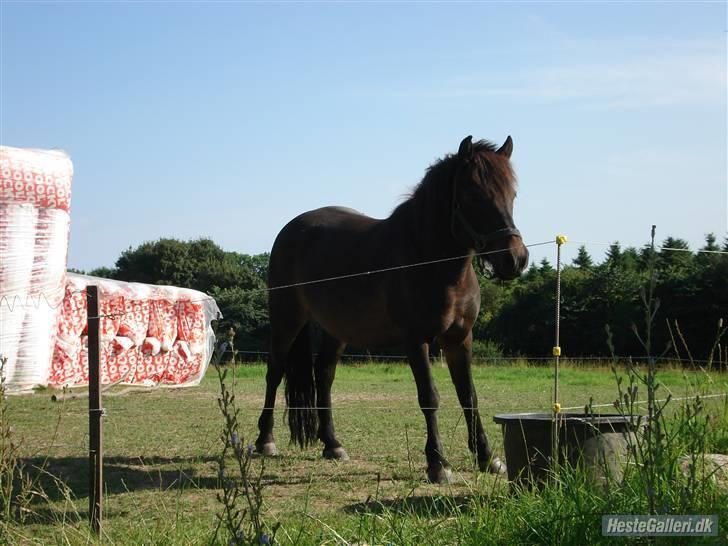 Anden særlig race Buller *Solgt*  billede 8