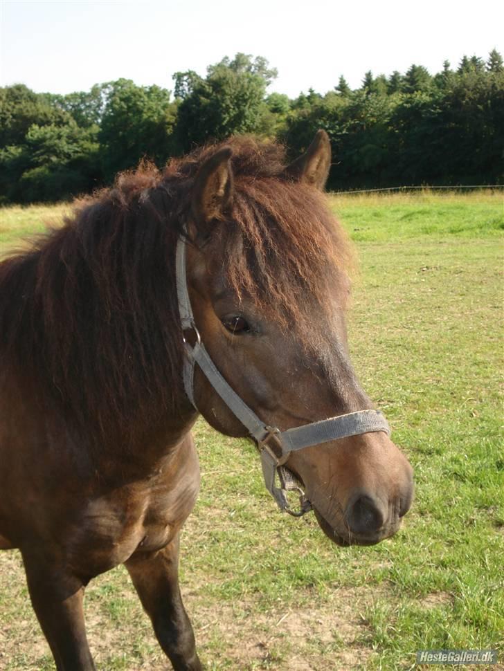 Anden særlig race Buller *Solgt*  billede 9