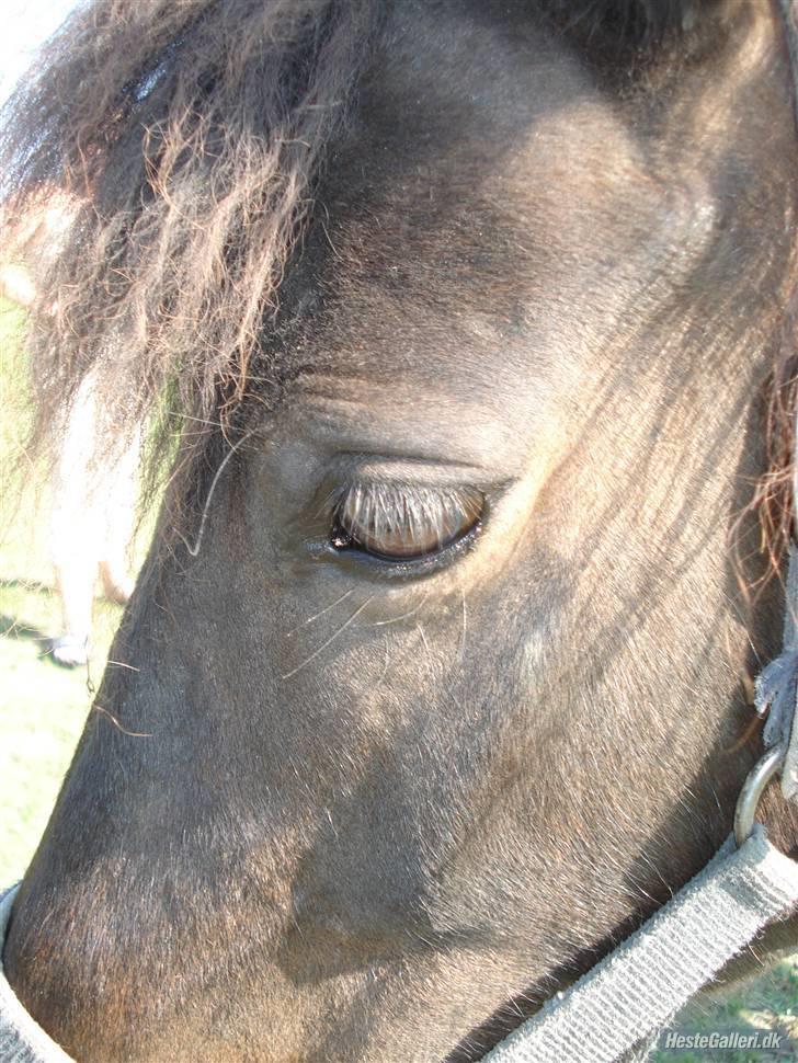 Anden særlig race Buller *Solgt*  billede 10