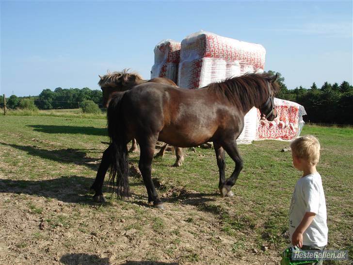 Anden særlig race Buller *Solgt*  billede 11