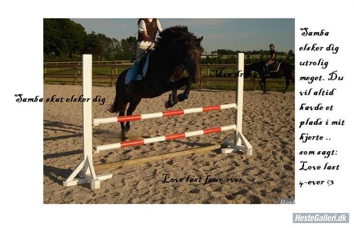 Anden særlig race Samba - desværre aflivet - springer ca. 90 billede 19