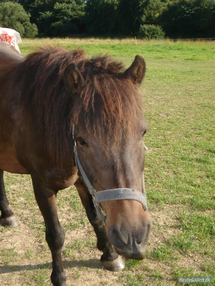 Anden særlig race Buller *Solgt*  billede 12