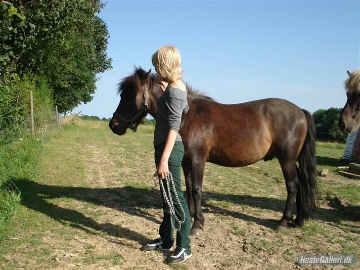 Anden særlig race Buller *Solgt*  billede 13