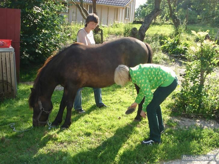 Anden særlig race Buller *Solgt*  billede 14