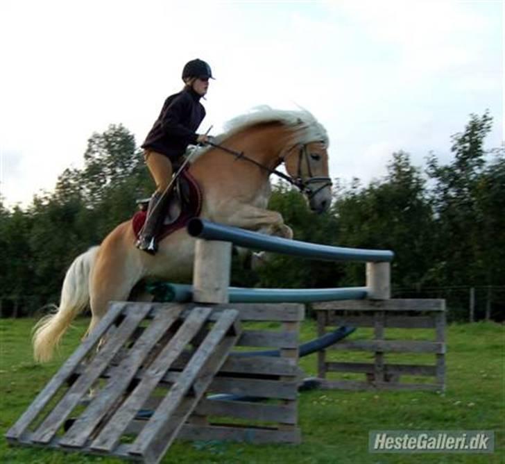Tyroler Haflinger Gabriella Elghuset billede 14