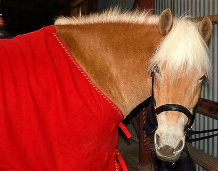 Tyroler Haflinger Gabriella Elghuset billede 3