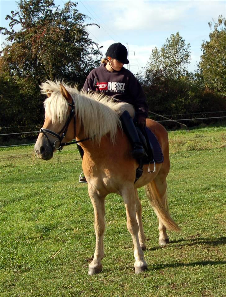 Tyroler Haflinger Gabriella Elghuset - 04.10.08 - mig og gaby billede 20