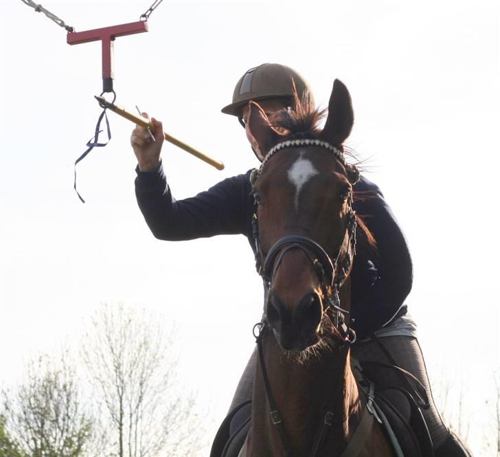 Anden særlig race Hyacinth  - Hysse kan også gå ringridning. Foto: Kim Bahnsen billede 16