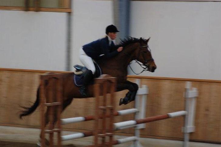 Anden særlig race Hyacinth  - Foto: Fam. Hulehøj billede 20