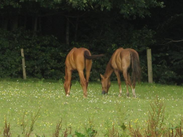 Hollandsk Sportspony Zorro <3 (solgt) - Når enden er god.........zorro og dondy <3 (foto:mig) billede 17