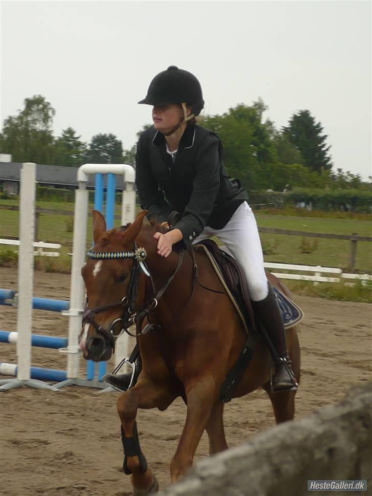 Hollandsk Sportspony Zorro <3 (solgt) - 1/9-07Sara og zorro til stævne La <3 ;D billede 18