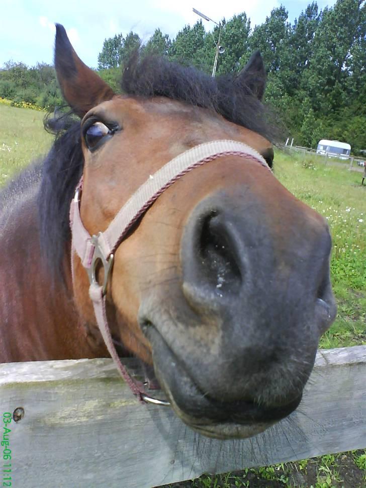 Anden særlig race pippi - hun glor billede 4