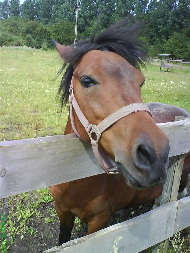 Anden særlig race pippi - nåårh hun er på fold  billede 5